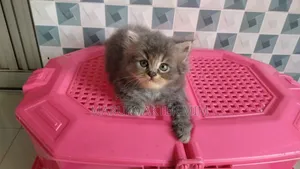 1-3 months Male Purebred Persian