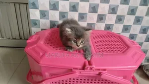 1-3 months Male Purebred Persian