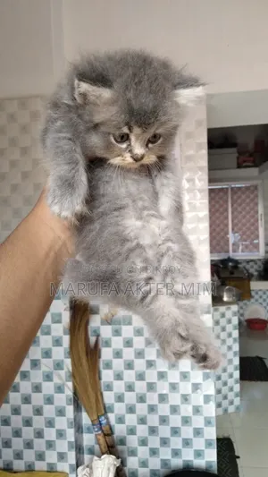 1-3 months Male Purebred Persian