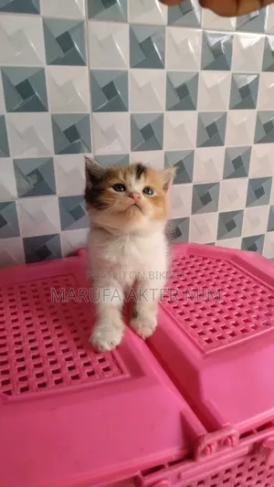 1-3 months Male Mixed Breed Persian