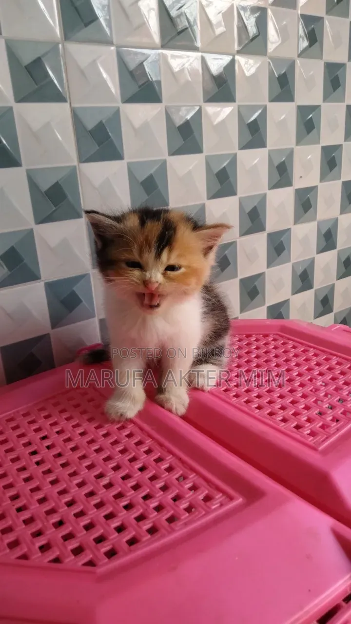 1-3 months Male Mixed Breed Persian