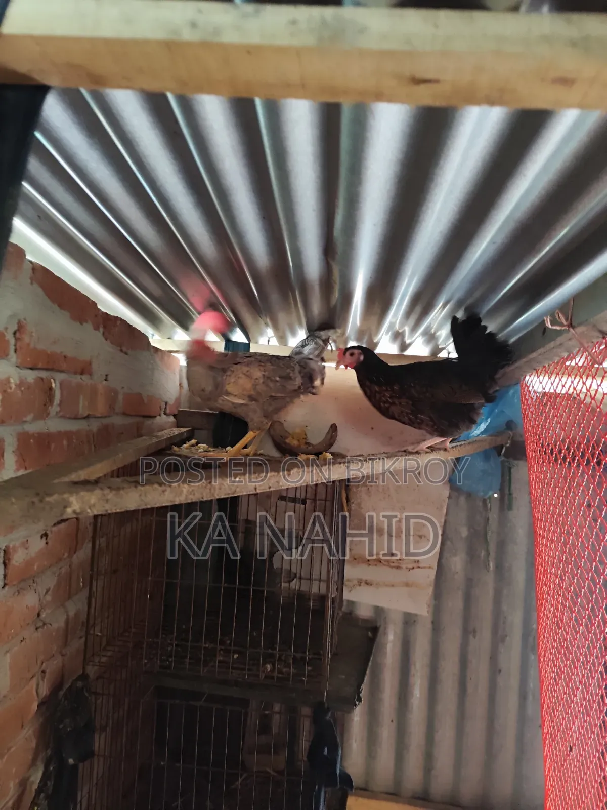 দেশী ও ফাওমি ডিম পাড়া মুরগি বিক্রি করা হবে
