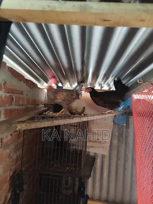দেশী ও ফাওমি ডিম পাড়া মুরগি বিক্রি করা হবে