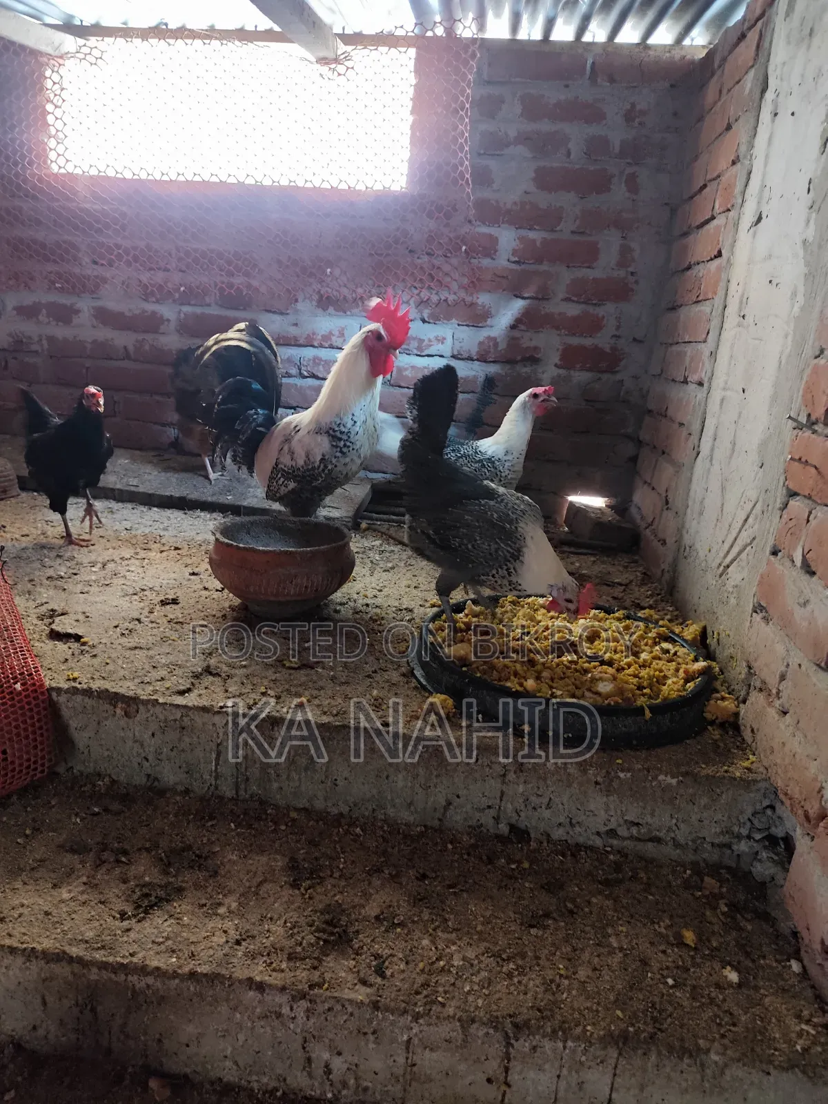 দেশী ও ফাওমি ডিম পাড়া মুরগি বিক্রি করা হবে