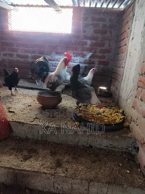 দেশী ও ফাওমি ডিম পাড়া মুরগি বিক্রি করা হবে