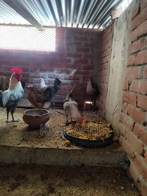 দেশী ও ফাওমি ডিম পাড়া মুরগি বিক্রি করা হবে