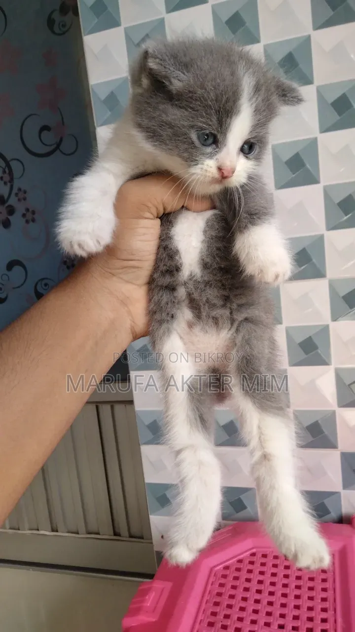 1-3 months Male Mixed Breed Persian