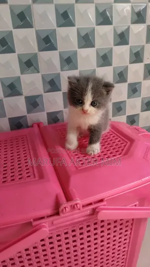 1-3 months Male Mixed Breed Persian