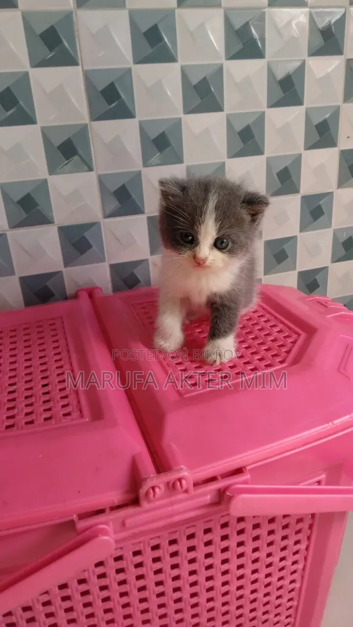 1-3 months Male Mixed Breed Persian