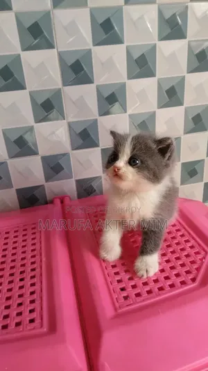 1-3 months Male Mixed Breed Persian
