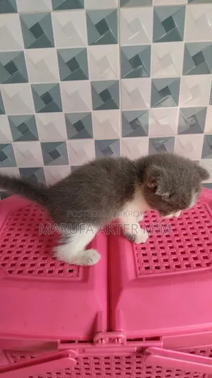 1-3 months Male Mixed Breed Persian