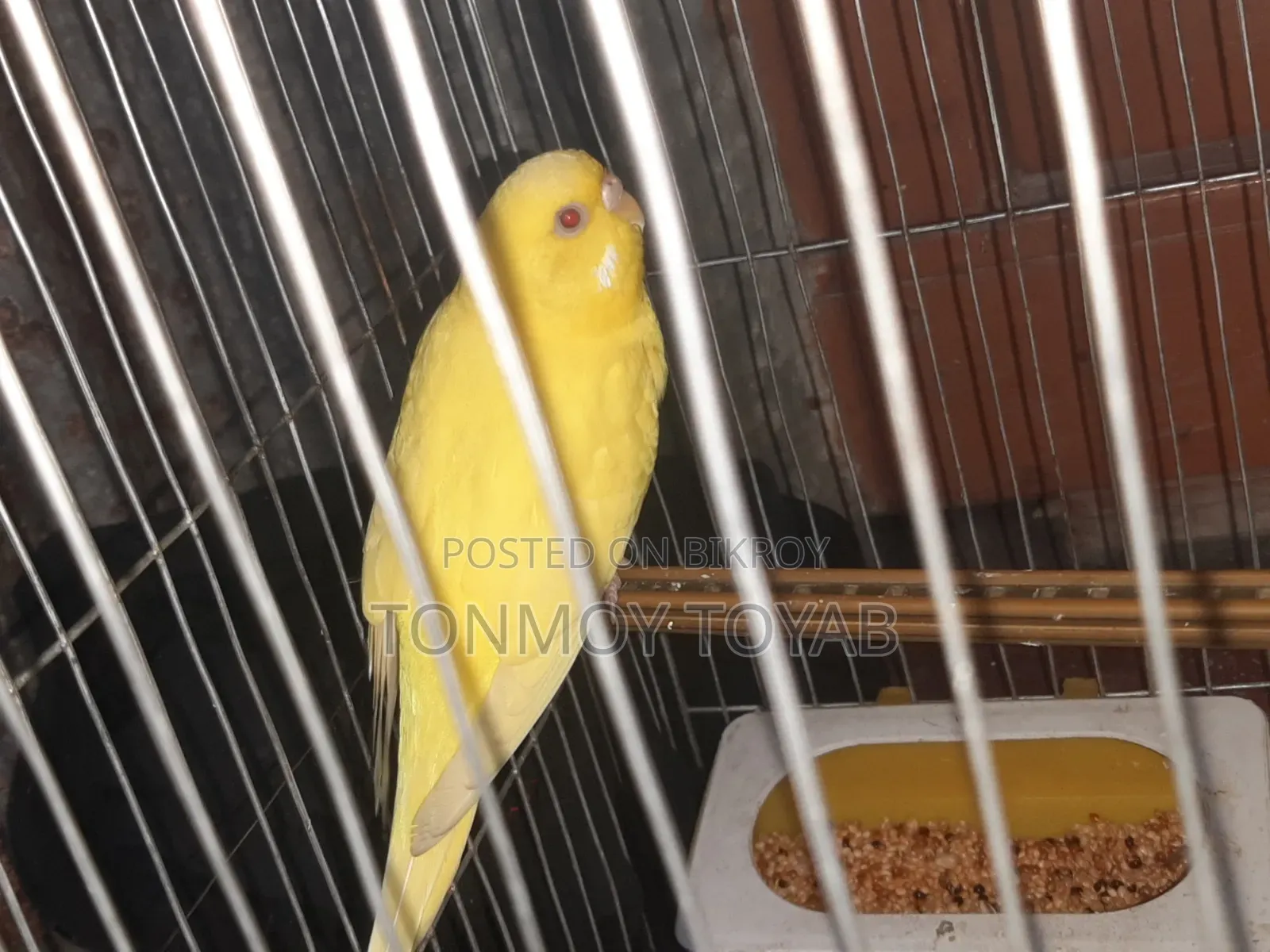 Red Aye Albino Bazrigar  .. লাল চোখ ওয়ালা অ্যালগিনো বাজরিগার