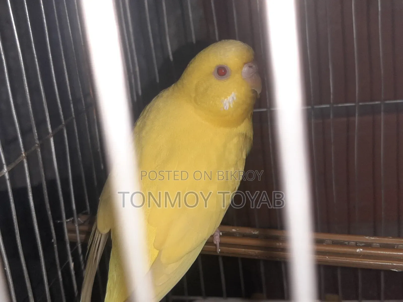 Red Aye Albino Bazrigar  .. লাল চোখ ওয়ালা অ্যালগিনো বাজরিগার