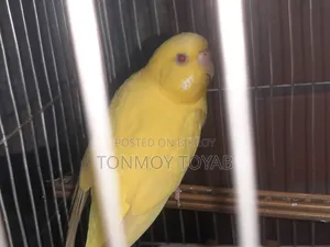 Red Aye Albino Bazrigar  .. লাল চোখ ওয়ালা অ্যালগিনো বাজরিগার