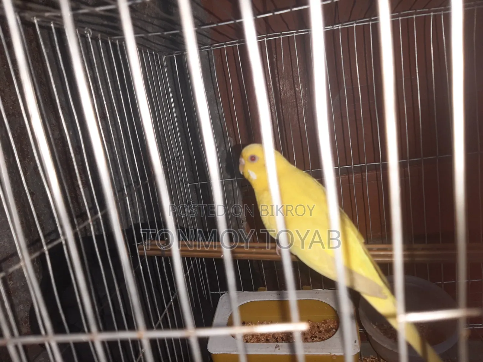 Red Aye Albino Bazrigar  .. লাল চোখ ওয়ালা অ্যালগিনো বাজরিগার
