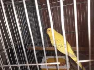 Red Aye Albino Bazrigar  .. লাল চোখ ওয়ালা অ্যালগিনো বাজরিগার