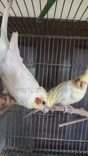 রানিং ককাটেল + লাভ বার্ড ( ফুল সেটাপ)