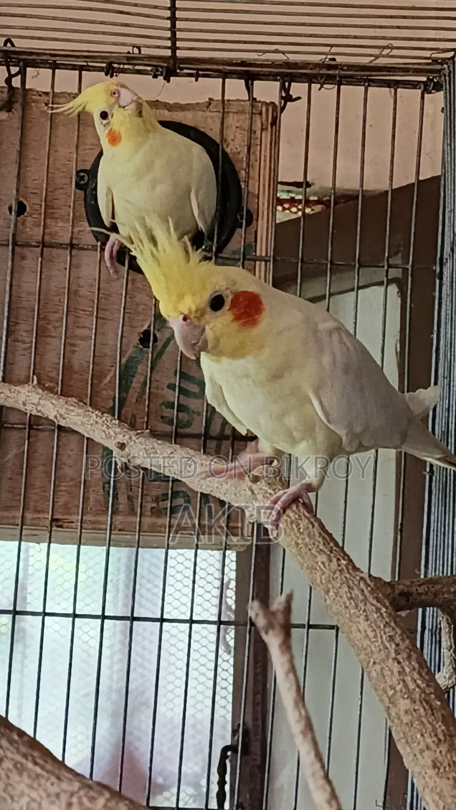 Breeding Cockatiel + Lovebird (Full Setup)