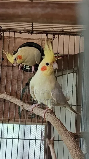 Breeding Cockatiel + Lovebird (Full Setup)