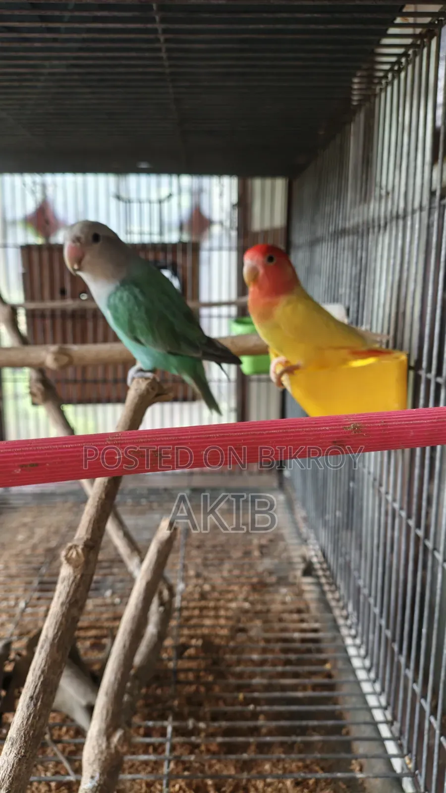 Breeding Cockatiel + Lovebird (Full Setup)