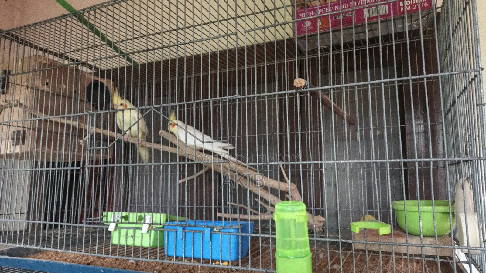 Breeding Cockatiel + Lovebird (Full Setup)