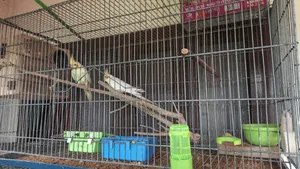 Breeding Cockatiel + Lovebird (Full Setup)
