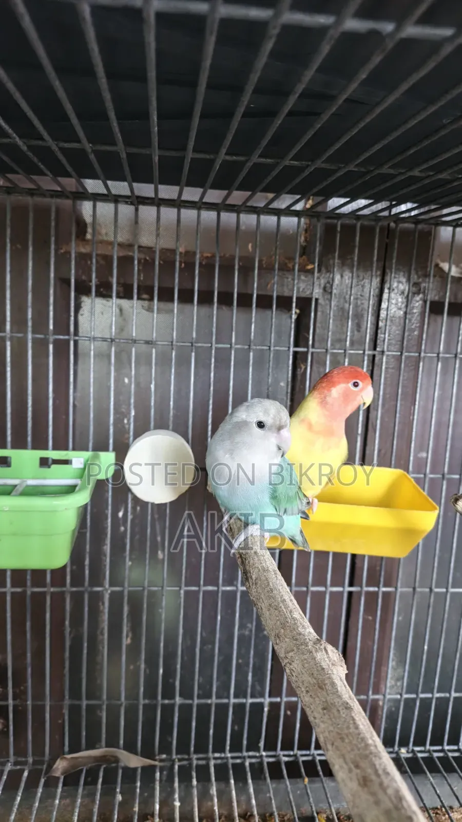 Breeding Cockatiel + Lovebird (Full Setup)