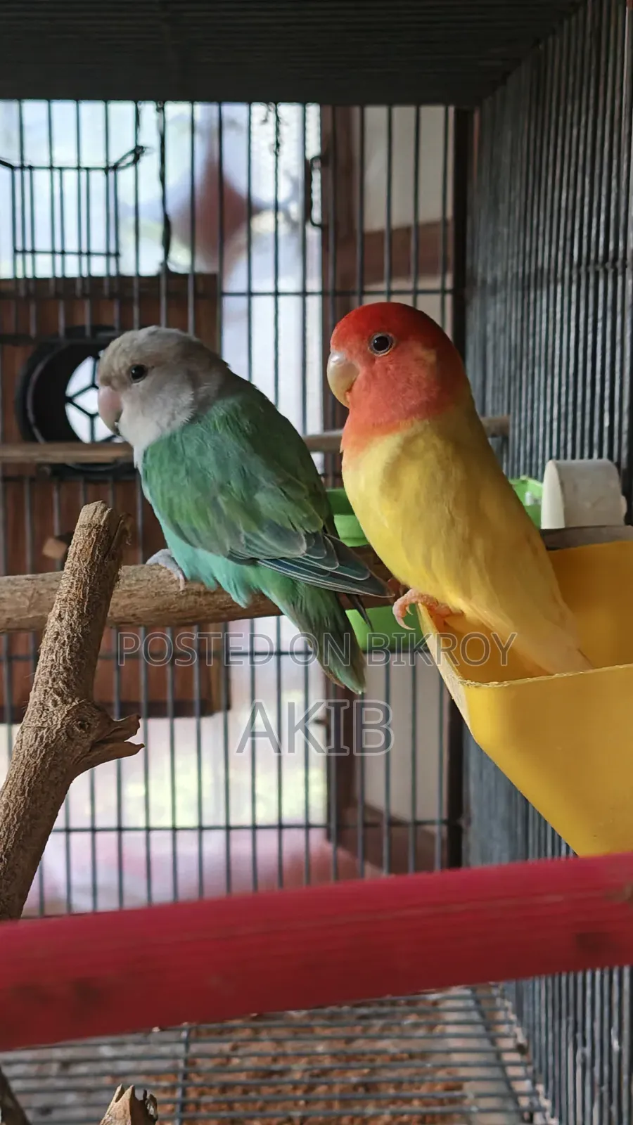Breeding Cockatiel + Lovebird (Full Setup)