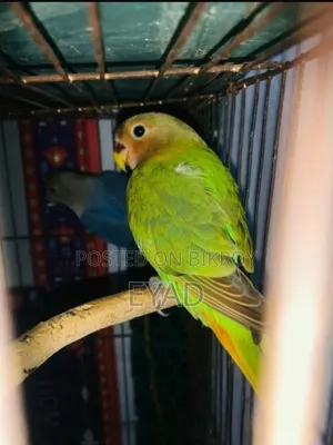 Love Bird [Red Head]