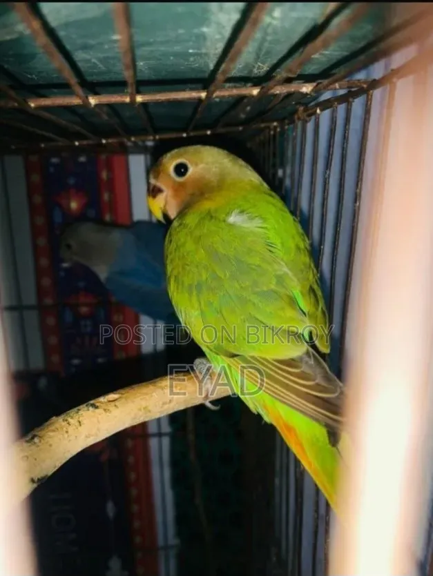 Love Bird [Red Head]