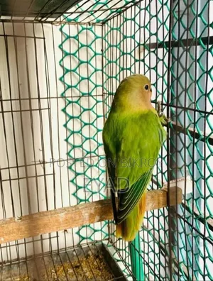 Love Bird [Red Head]