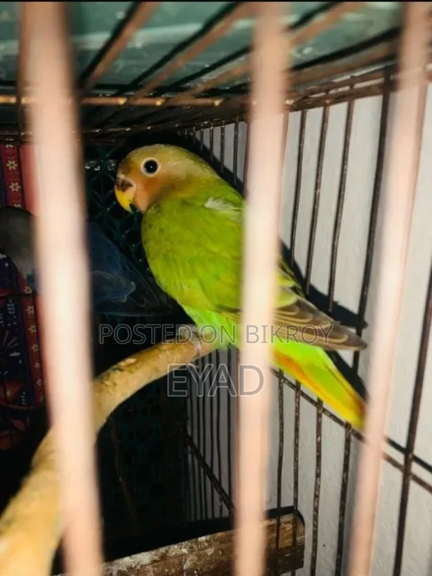 Love Bird [Red Head]