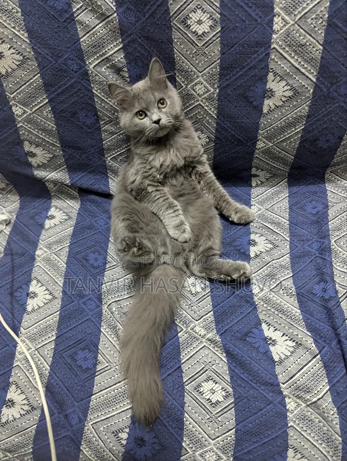 1+ year Female Purebred Persian