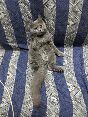 1+ year Female Purebred Persian