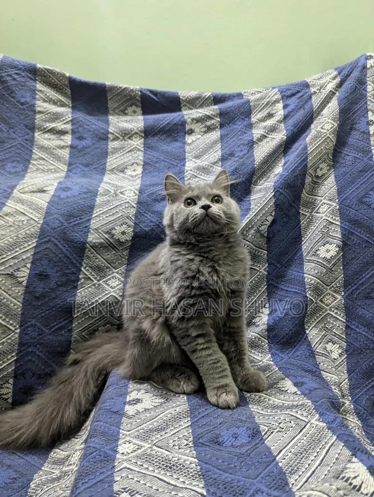1+ year Female Purebred Persian