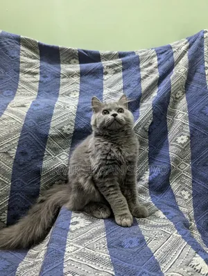 1+ year Female Purebred Persian