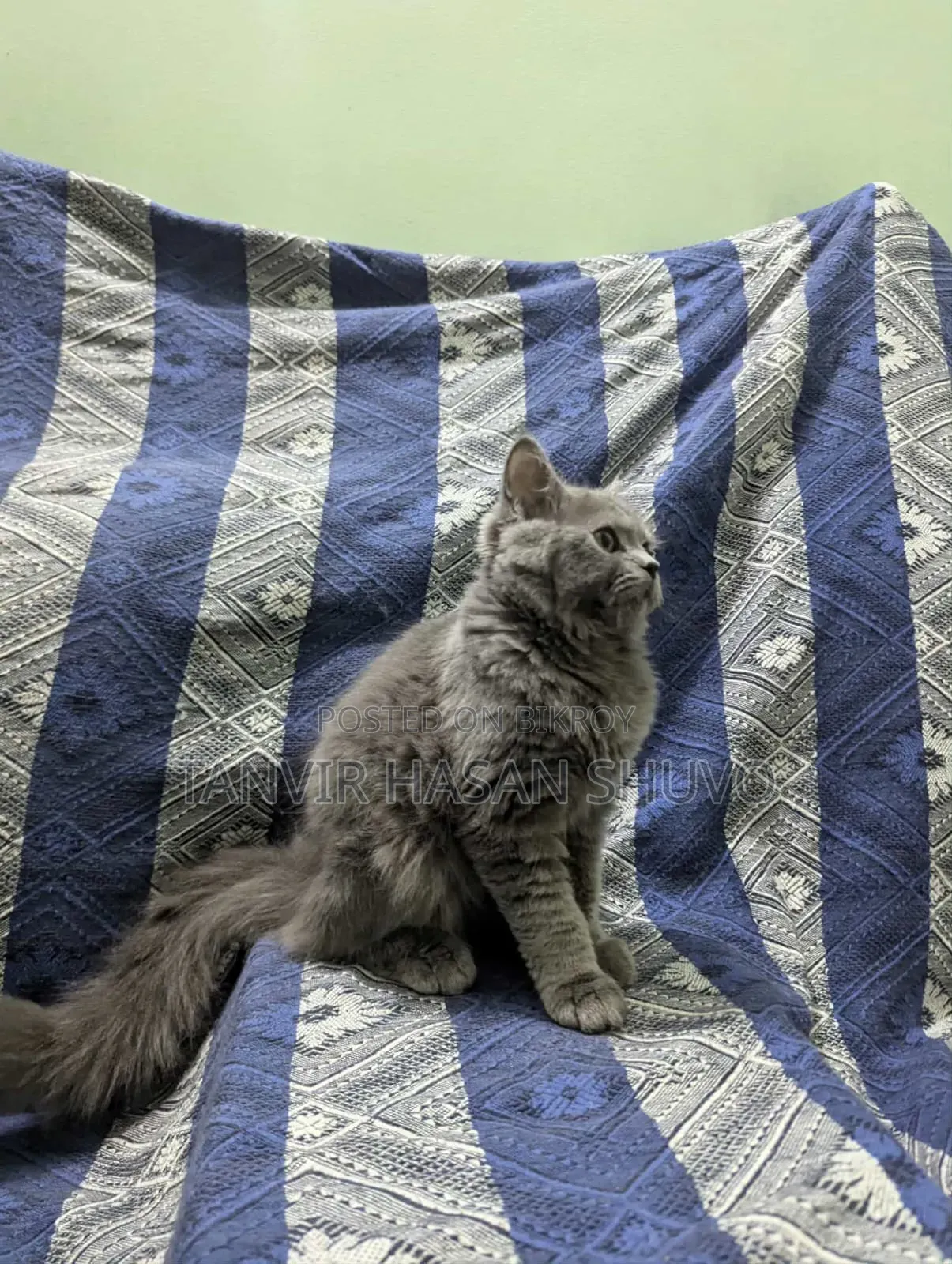 1+ year Female Purebred Persian