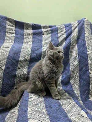 1+ year Female Purebred Persian