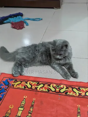 1+ year Female Purebred Persian
