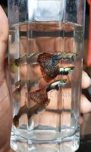 Red Dragon Halfmoon Guppy