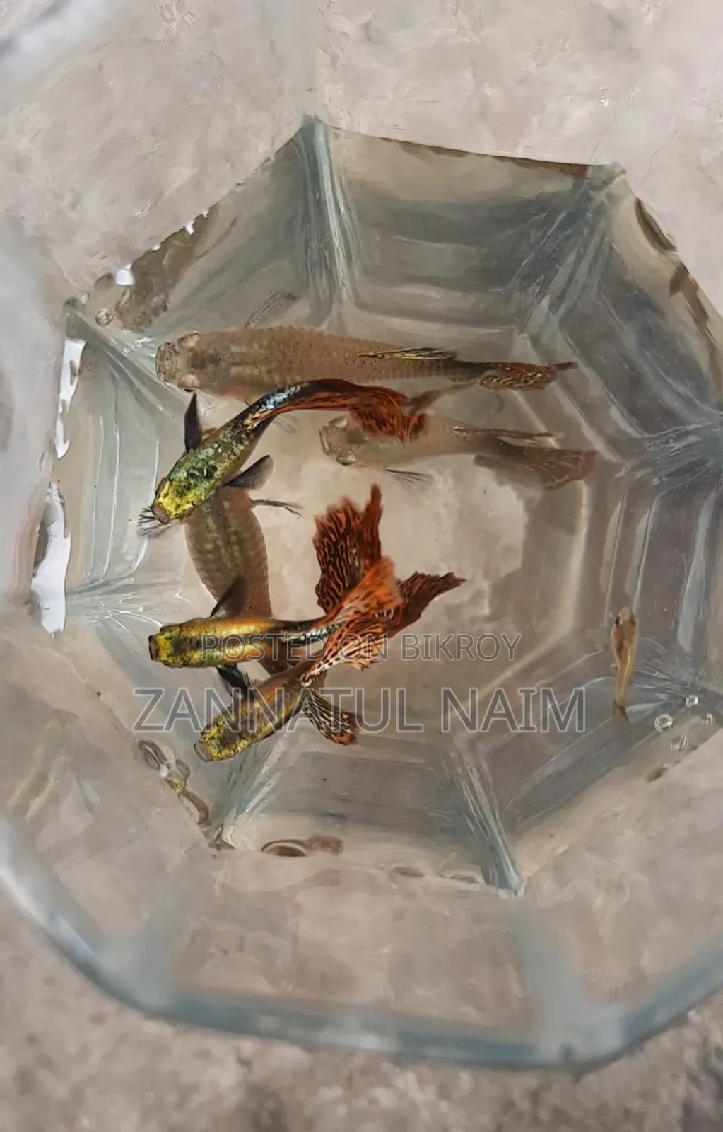Red Dragon Halfmoon Guppy