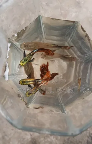 Red Dragon Halfmoon Guppy