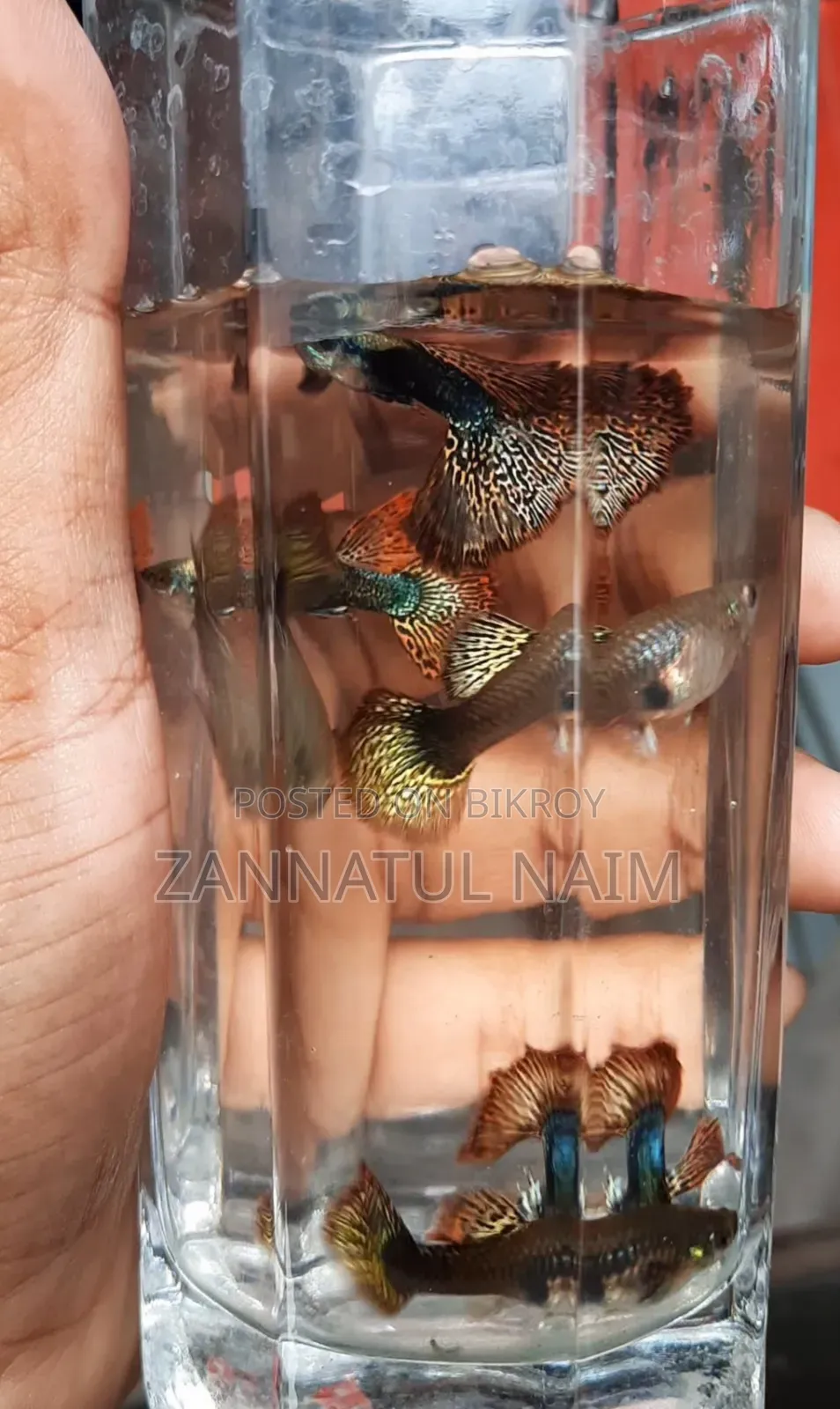 Red Dragon Halfmoon Guppy