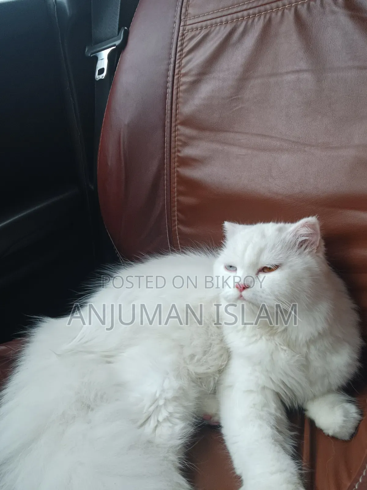 6-12 months Female Purebred Persian