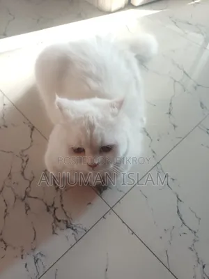 6-12 months Female Purebred Persian