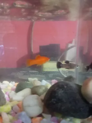 Molly fish will be sold