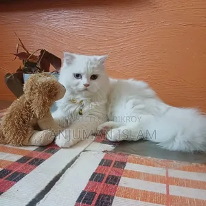 6-12 months Female Purebred Persian