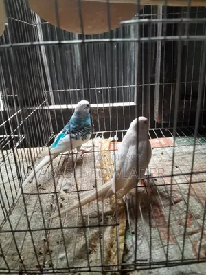 বাজিগার পাখি,  খুব ভালো