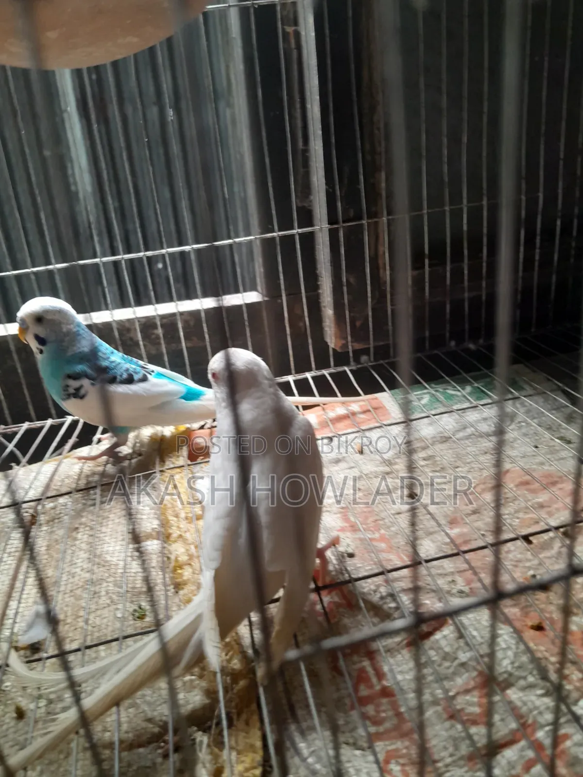 বাজিগার পাখি,  খুব ভালো