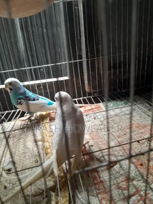 বাজিগার পাখি,  খুব ভালো